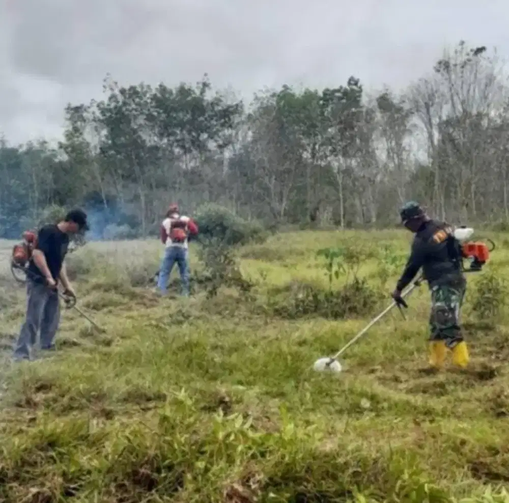 Tebang pohon dan taman