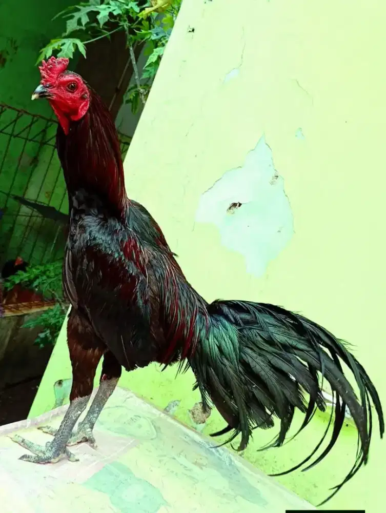 Ayam muda turun box yg minat...