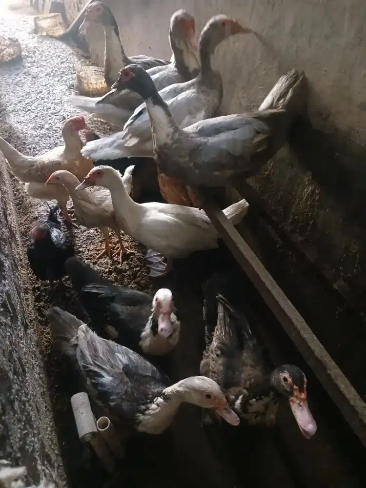 Dj borong aja monggo buat tahun baruan nanti