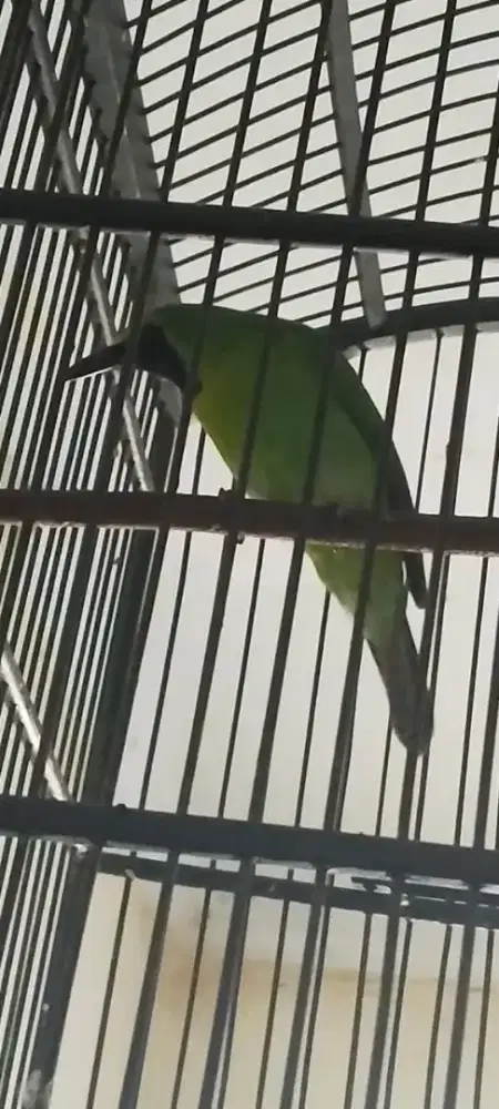 Murai daun muda rajin bunyi