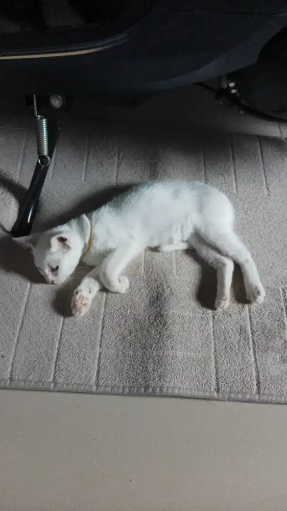 Untuk kerja beres beres aja di rumah