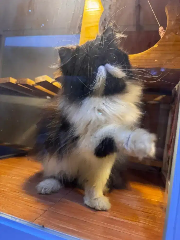 Kucing peaknose jantan