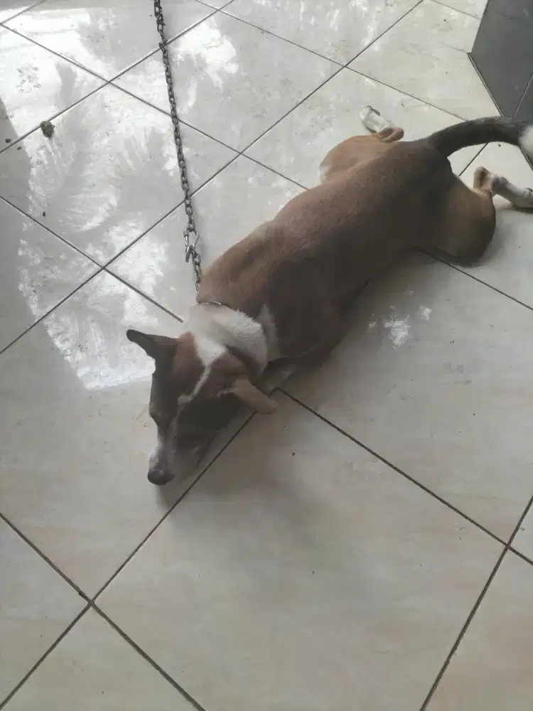 Anjing terier pemburu