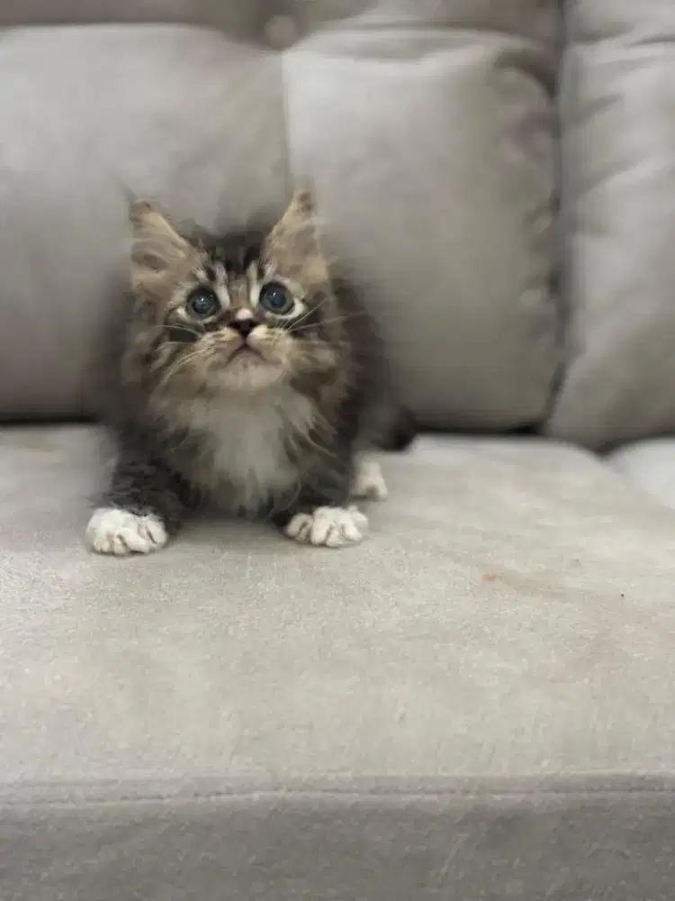 Kucing maincoon berina