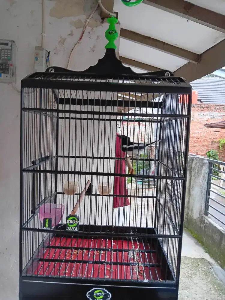 Burung kacer jawa barat