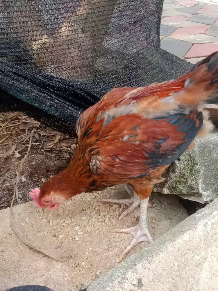 Anak ayam pelung sepasang