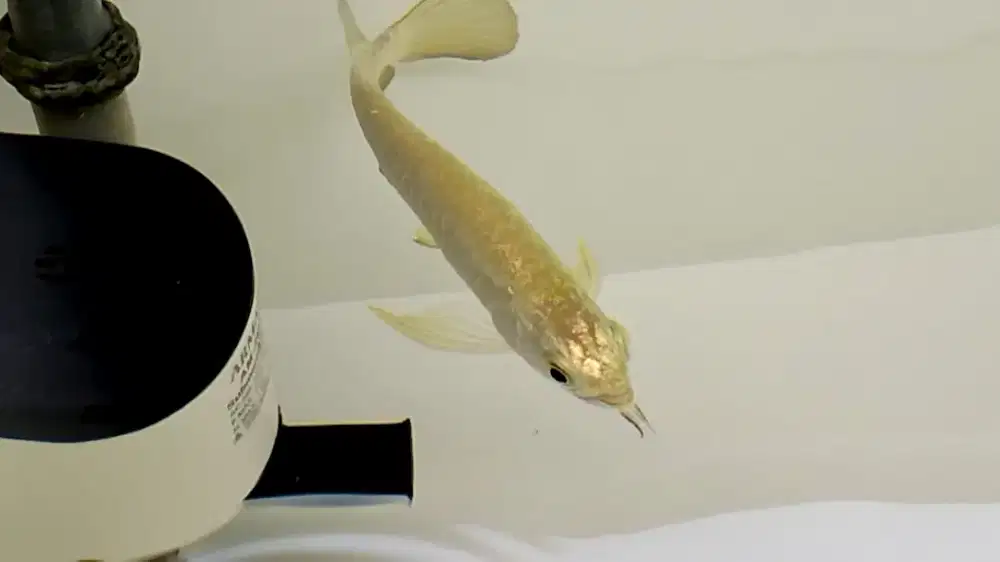 Ikan arwana golden crossback 24k import