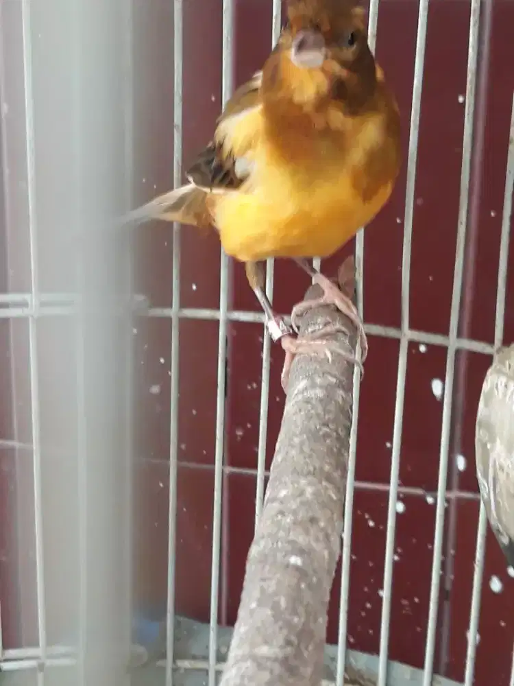 kenari lokal ring gacor