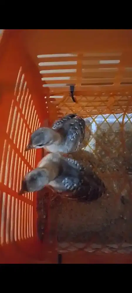 mer4k biru anak sepasang blue indi4 m3rak