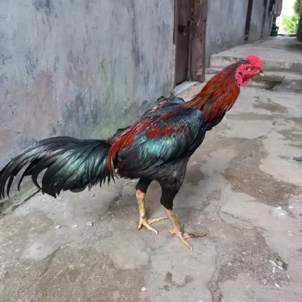 Di jual ayam bangkok x pakhoy umur 7/8 bln