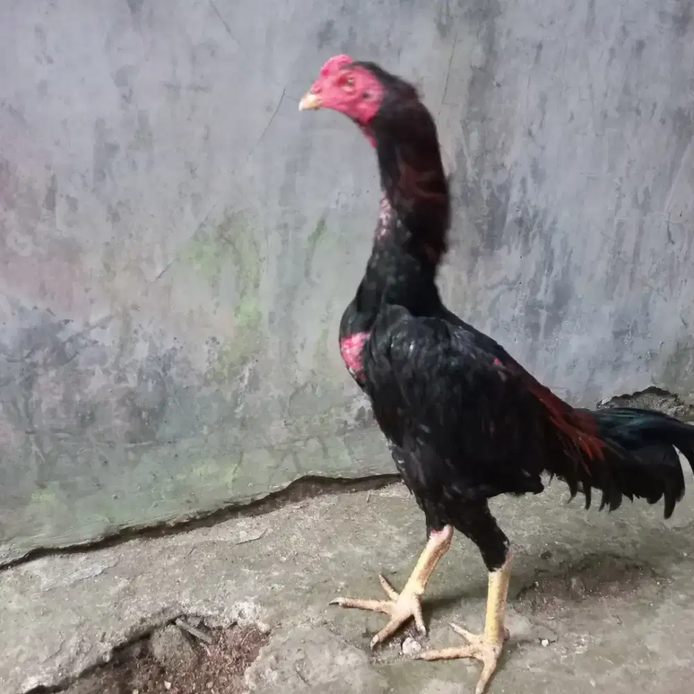 Jual ayam bangkok Umur 6 bln