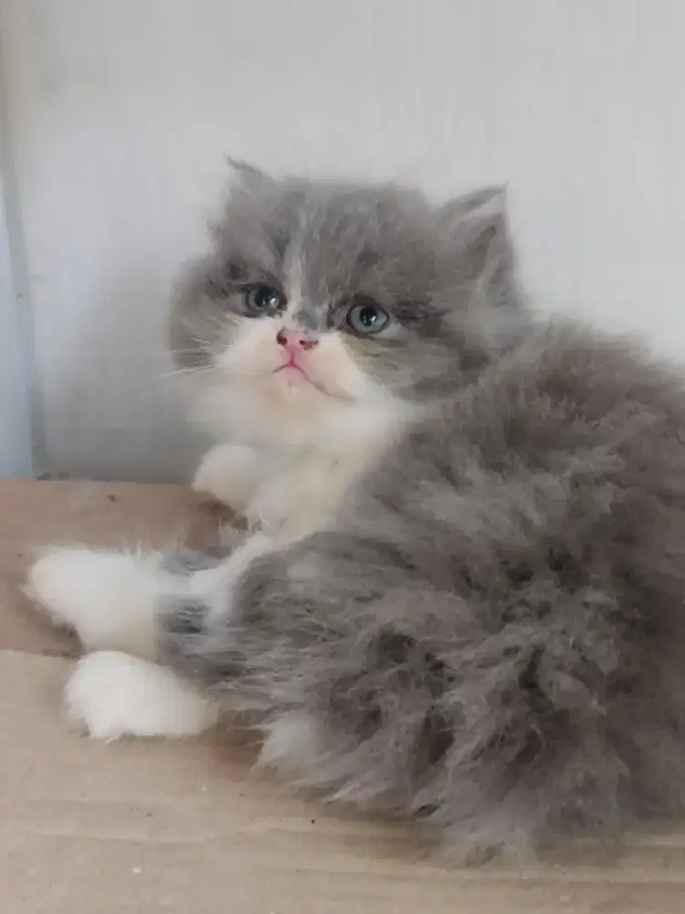Kitten Betina persia Abu Putih