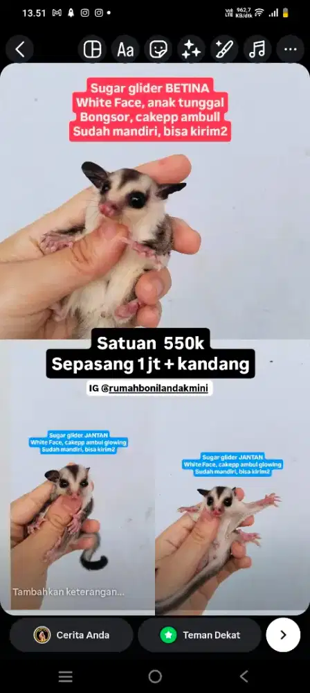 Sugar glider white face sg jinak total jantan betina kandang nmax