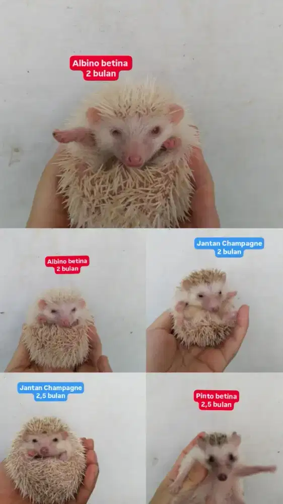 Landak mini albino Champagne pinto sp jinak remaja anakan