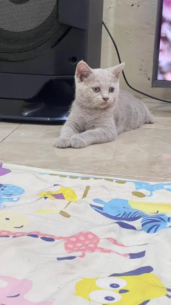 Jual kitten british shorthair