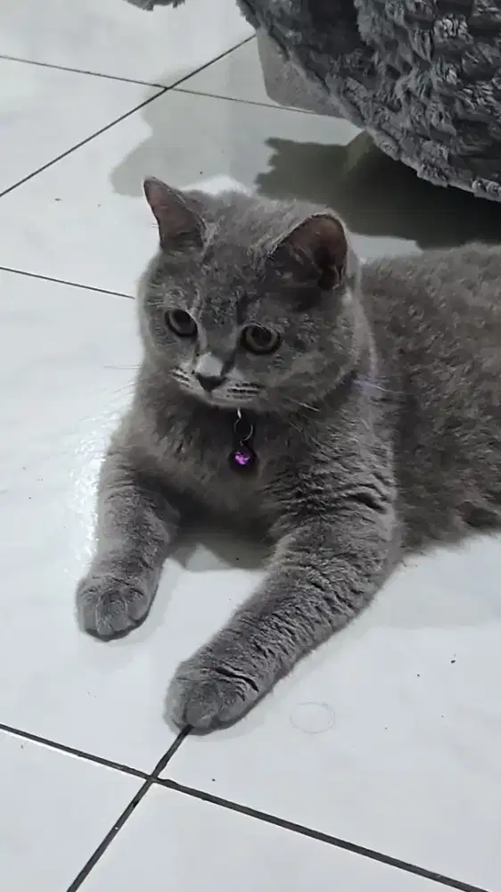 Kucing BSH Betina Non Ped