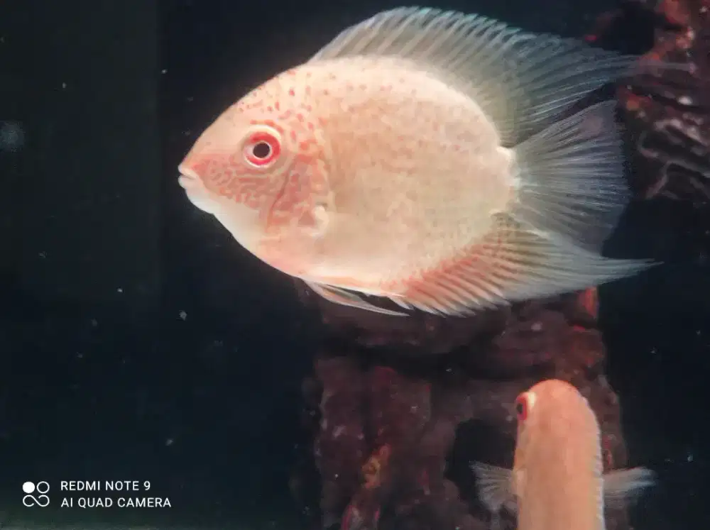 Red severum 4 ekor