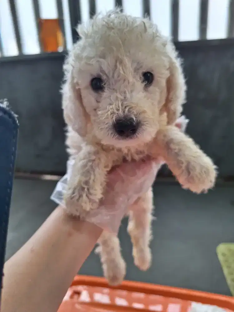 Anjing puppy poodle putih jantan