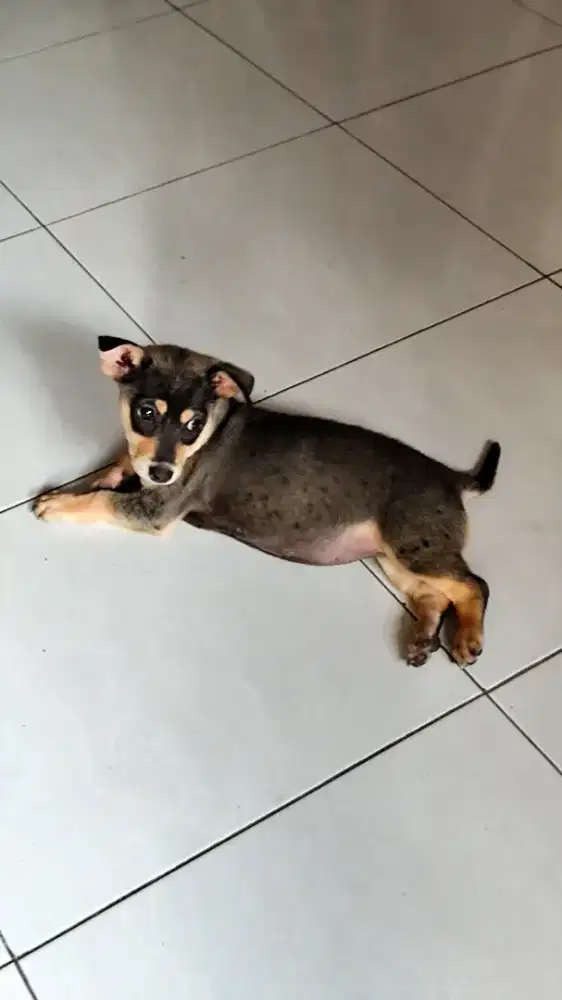 Anak Anjing Umur 3 Bulan