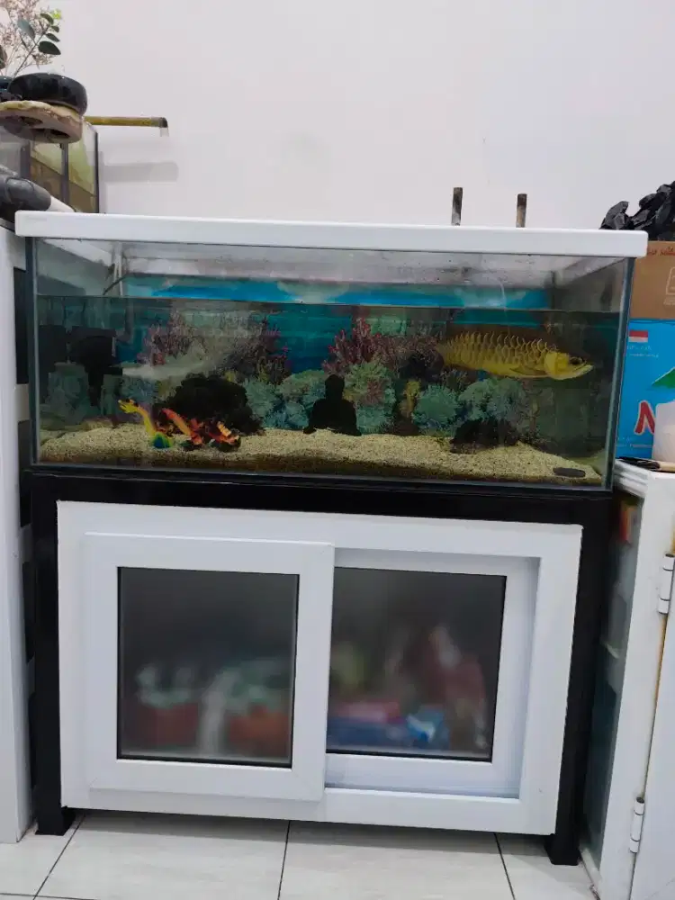 Ikan arwana golden + akuarium