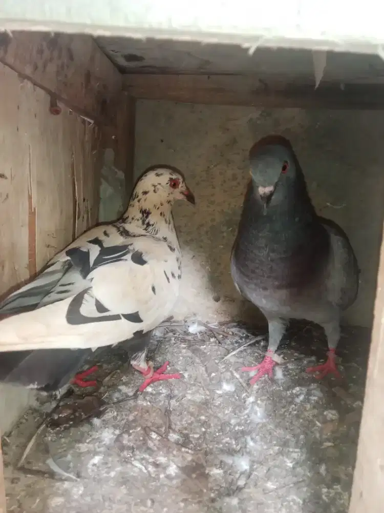 Di jual burung dara sepasang