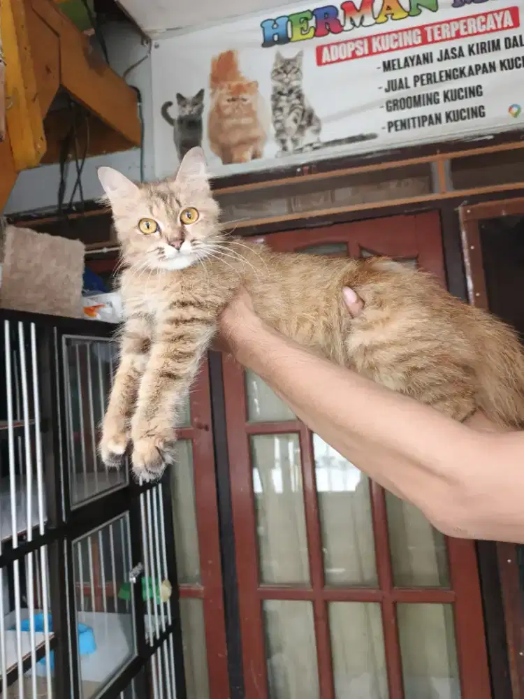 Persia betina 7 bulan