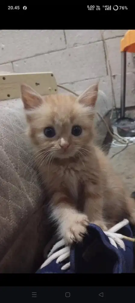 Kitten mixdome betina