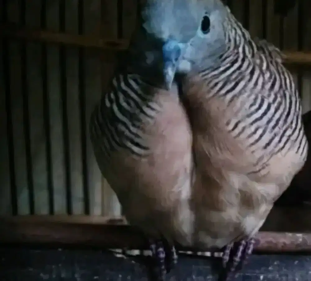 Perkutut banyumili super alam