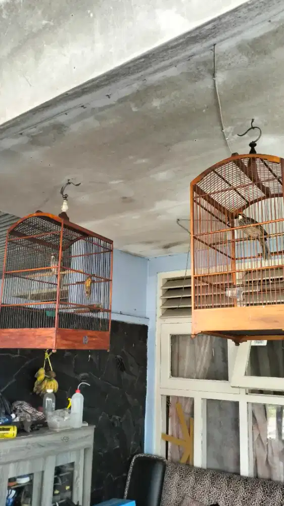 Cucak Rowo sepasang gacor nyetel