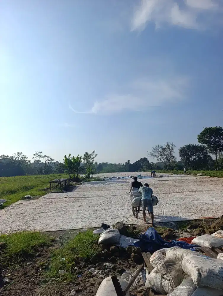 TUKANG JEMUR AMPAS KELAPA 3 orang