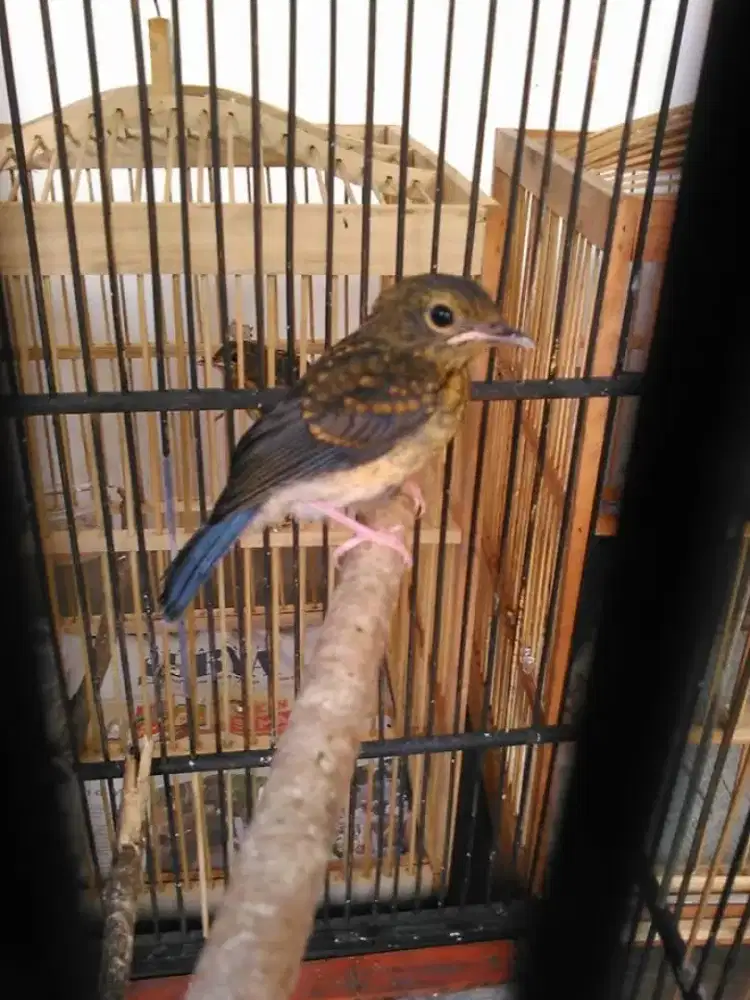 Tledekan gunung trotol