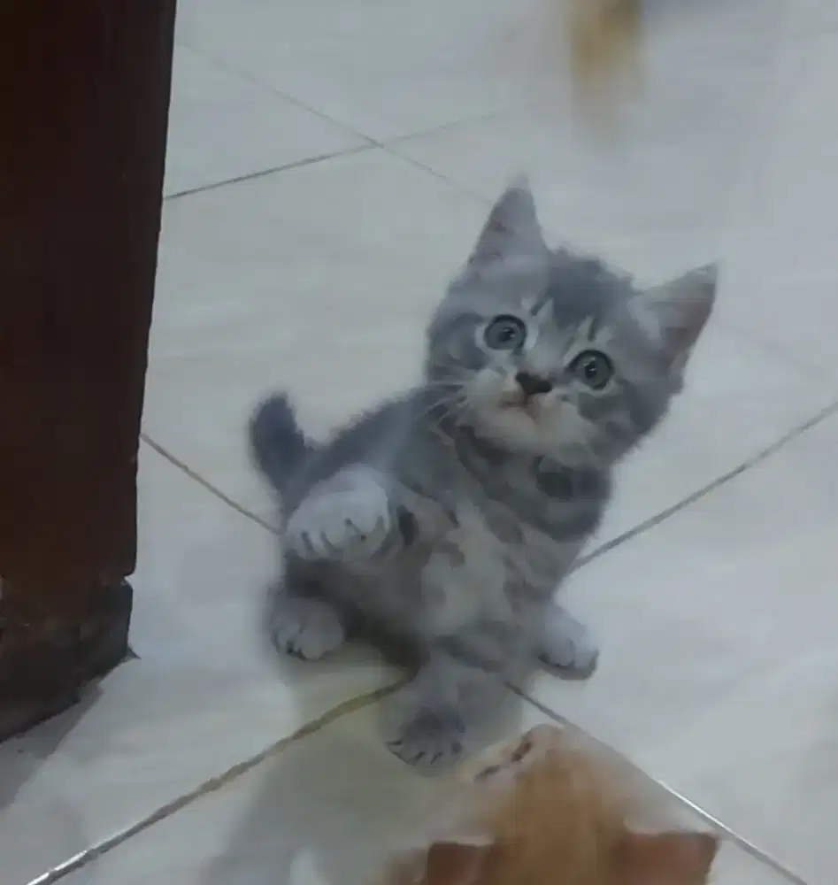 BSH Blue tabby Female