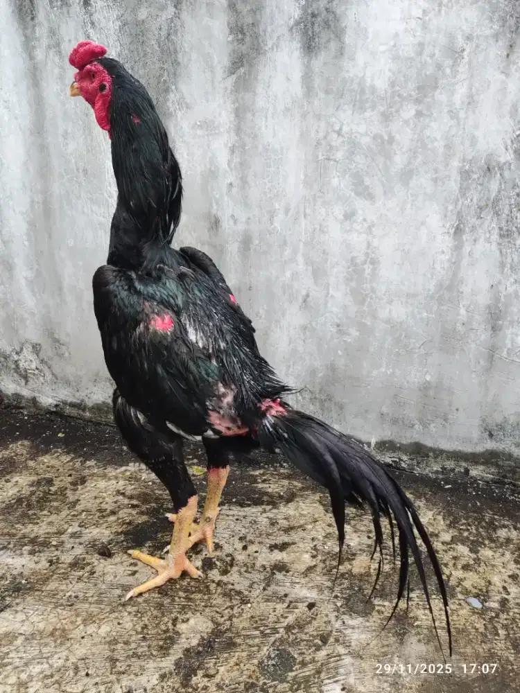 Ayam bangkok kumbang pacek