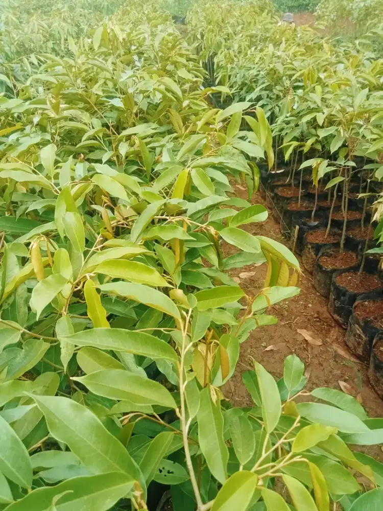 Bibit durian semua jenis