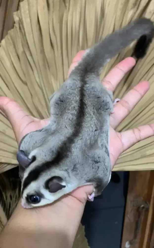 Whiteface jantan obes