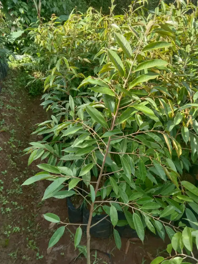 Bibit durian semua jenis