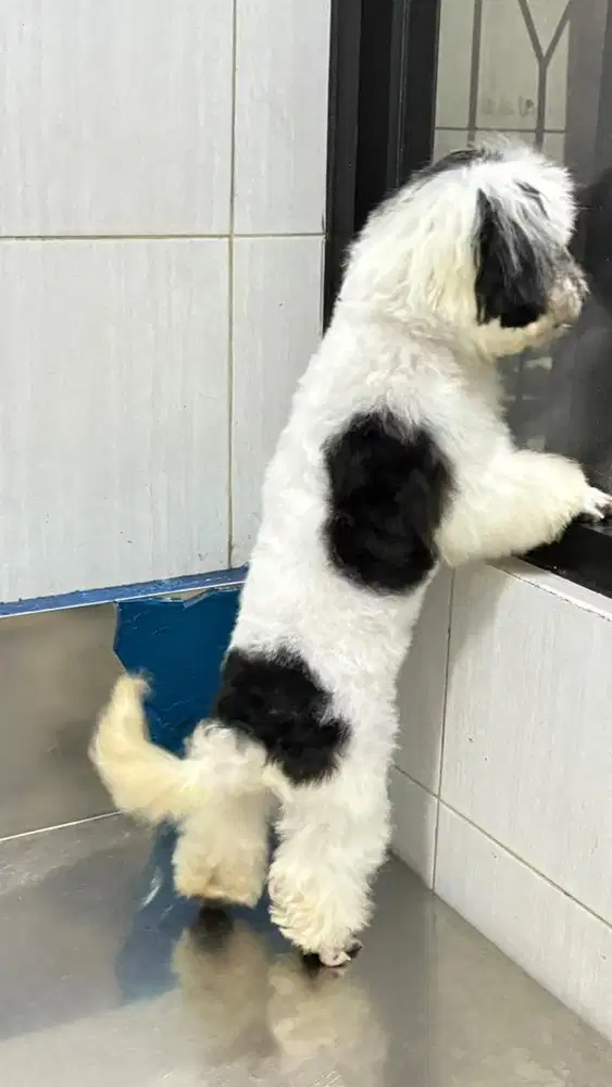 Open Adoption Maltipo