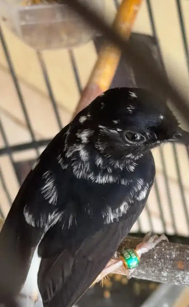 murai batu betina blorok ekstream