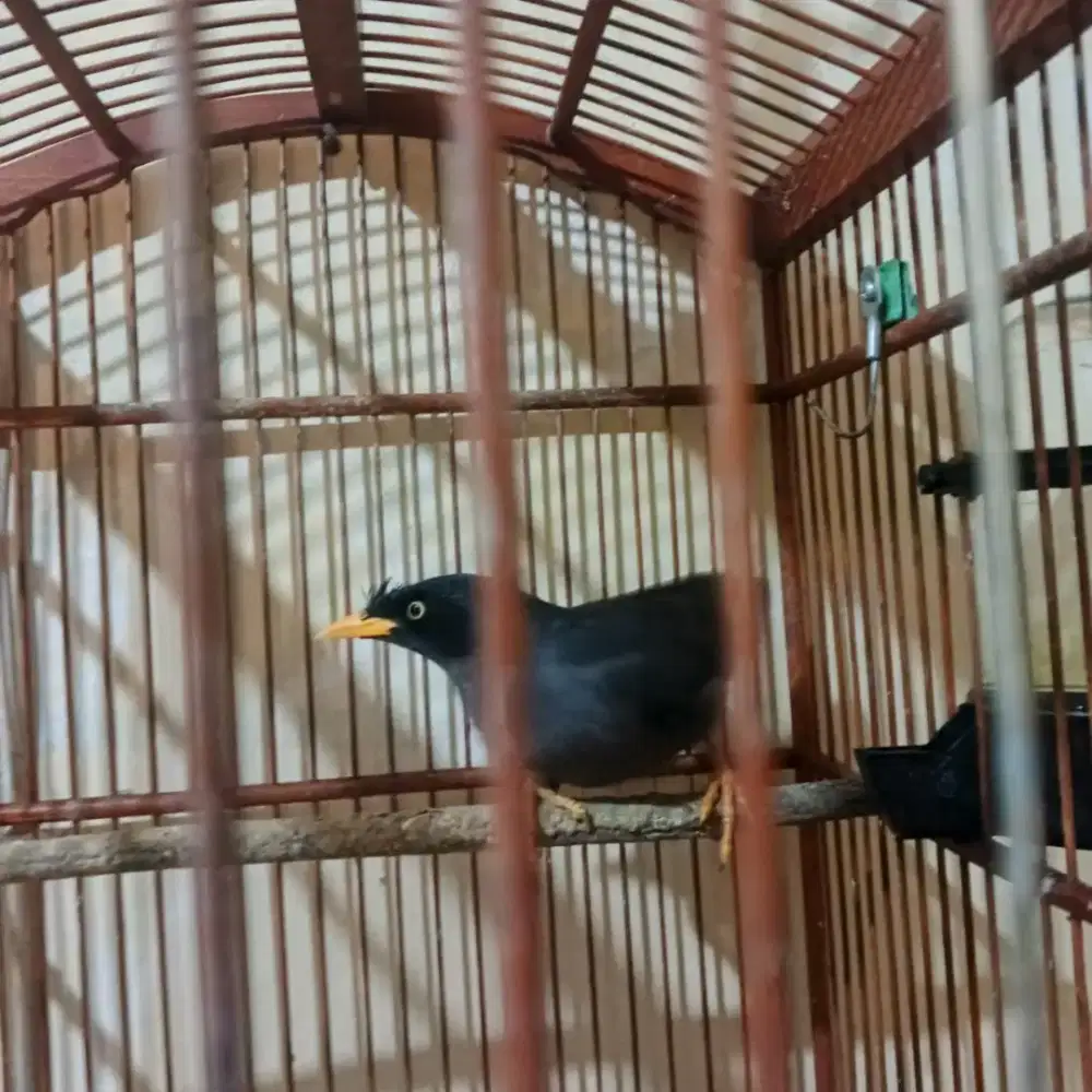 Burung jalak jantan mata putih