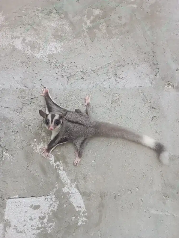 Sugar glider ringtail/ lowmoz