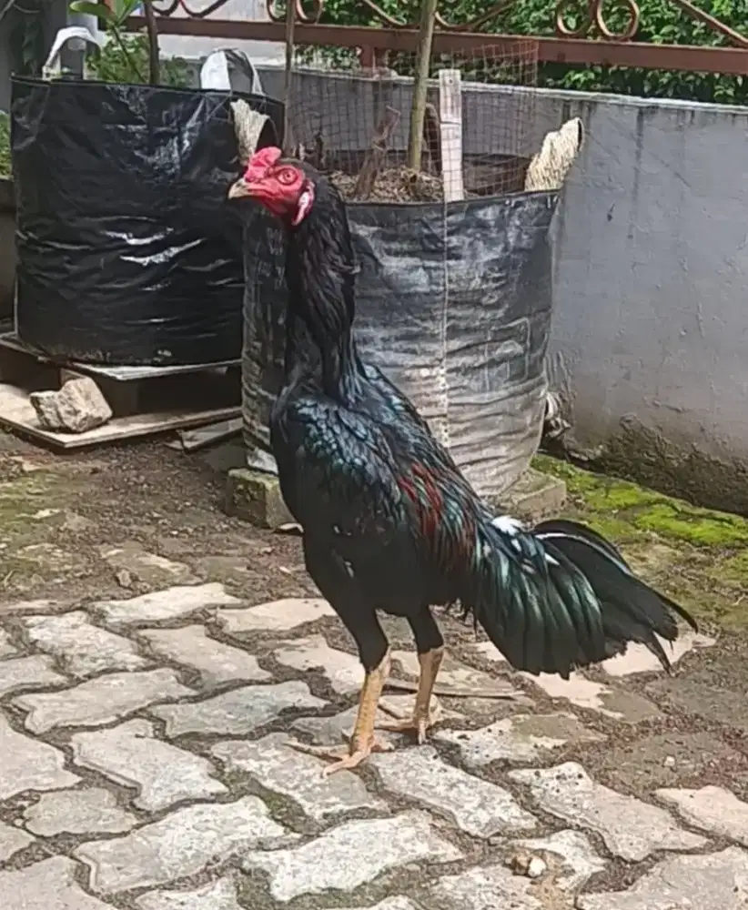 Ayam bangkok muda gress