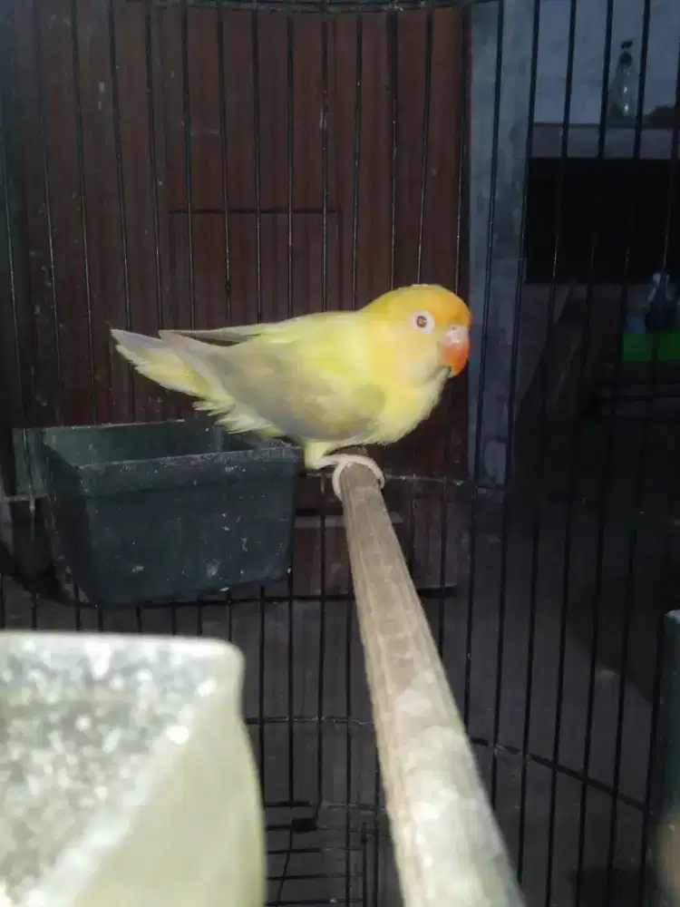 Biola pb euwing vio pf janda