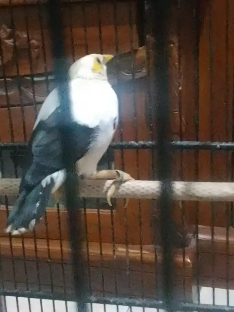 Jual burung jalak JP berisik banget