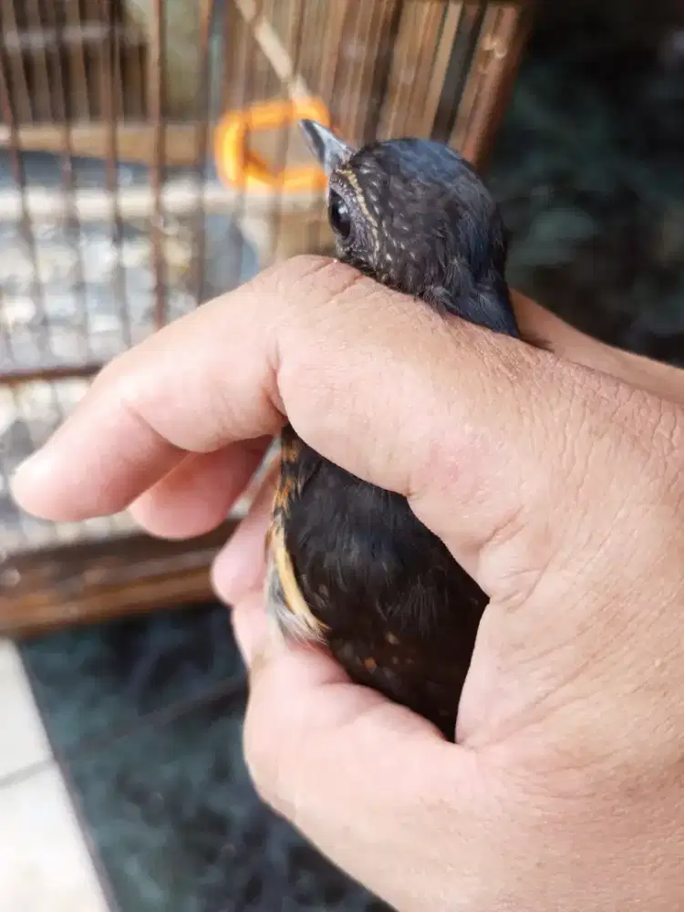 Burung Murai Batu Medan Trotol Fix Jantan