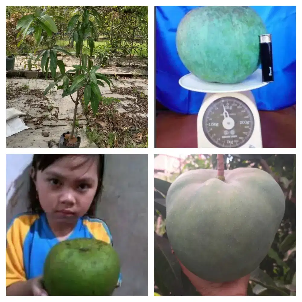 Bibit mangga zabecan tinggi 1.7 mtr