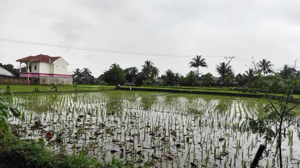 Dijual sawah daerah Cianjur Ja-Bar