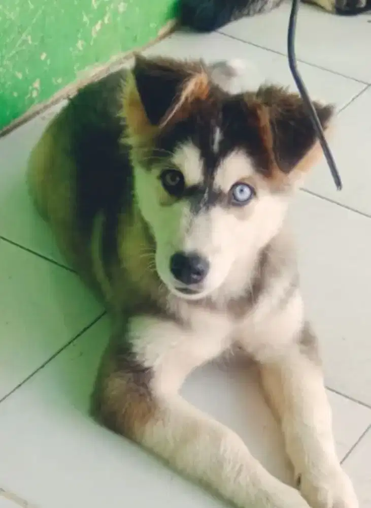 Husky Puppy Betina