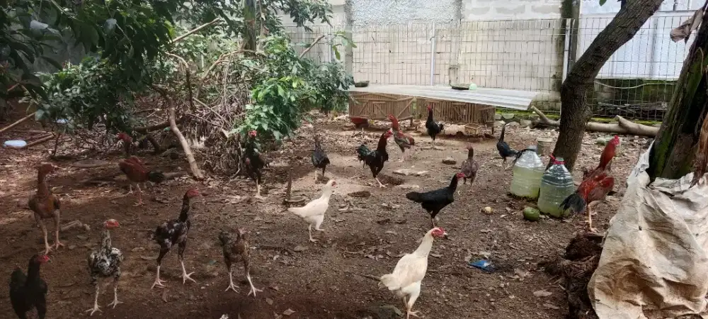Ayam kampung Ternak sendiri