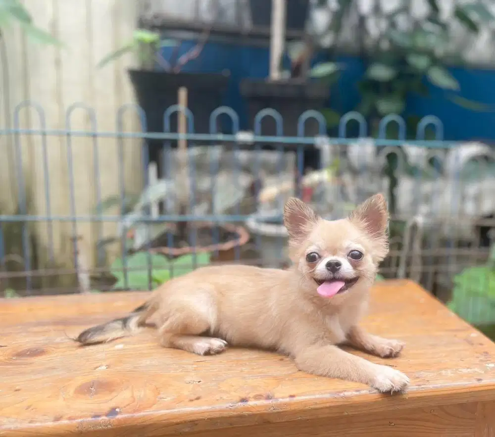 Super mini size male Chi hua hua Long Hair
