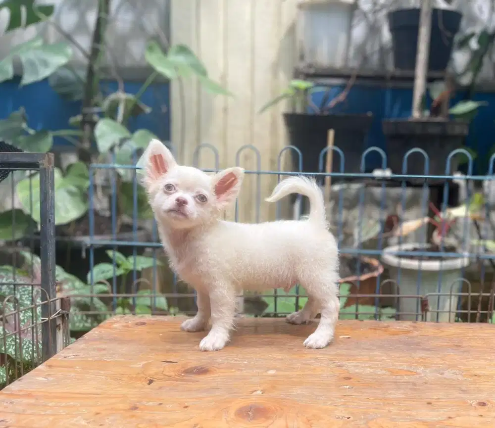 Rare colour chi hua hua male long hair